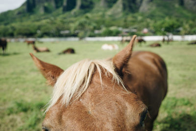 Horse standing on field