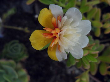 Close-up of frangipani blooming outdoors