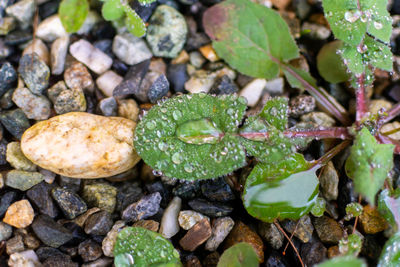High angle view of fresh green leaves in water