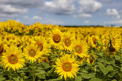 Close-up of yellow sunflowers on field