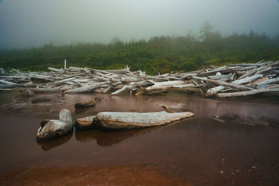 Driftwood in a muddy pond