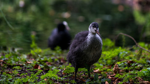 Close-up of bird perching on plants in lake