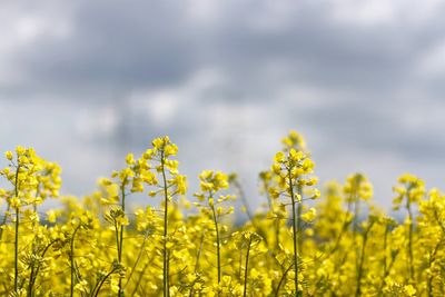 Yellow flowers growing in field against cloudy sky