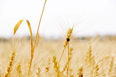 Close-up of wheat growing on field