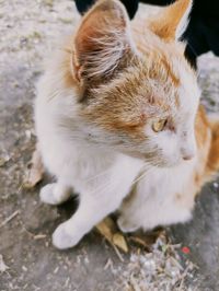 Close-up of cat on field