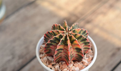 High angle view of succulent plant on table