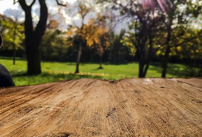 Close-up of tree trunk