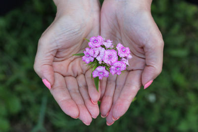 Close-up of hand holding purple flower