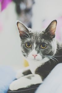 Close-up portrait of cat