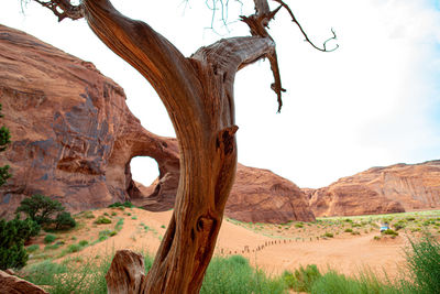 View of trees on landscape against sky