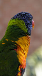 Close-up of bird,rainbow lorikeet 