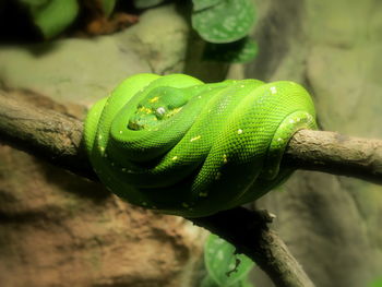 Green tree python curled up on branch at zoo