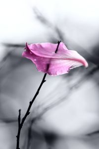 Close-up of pink rose