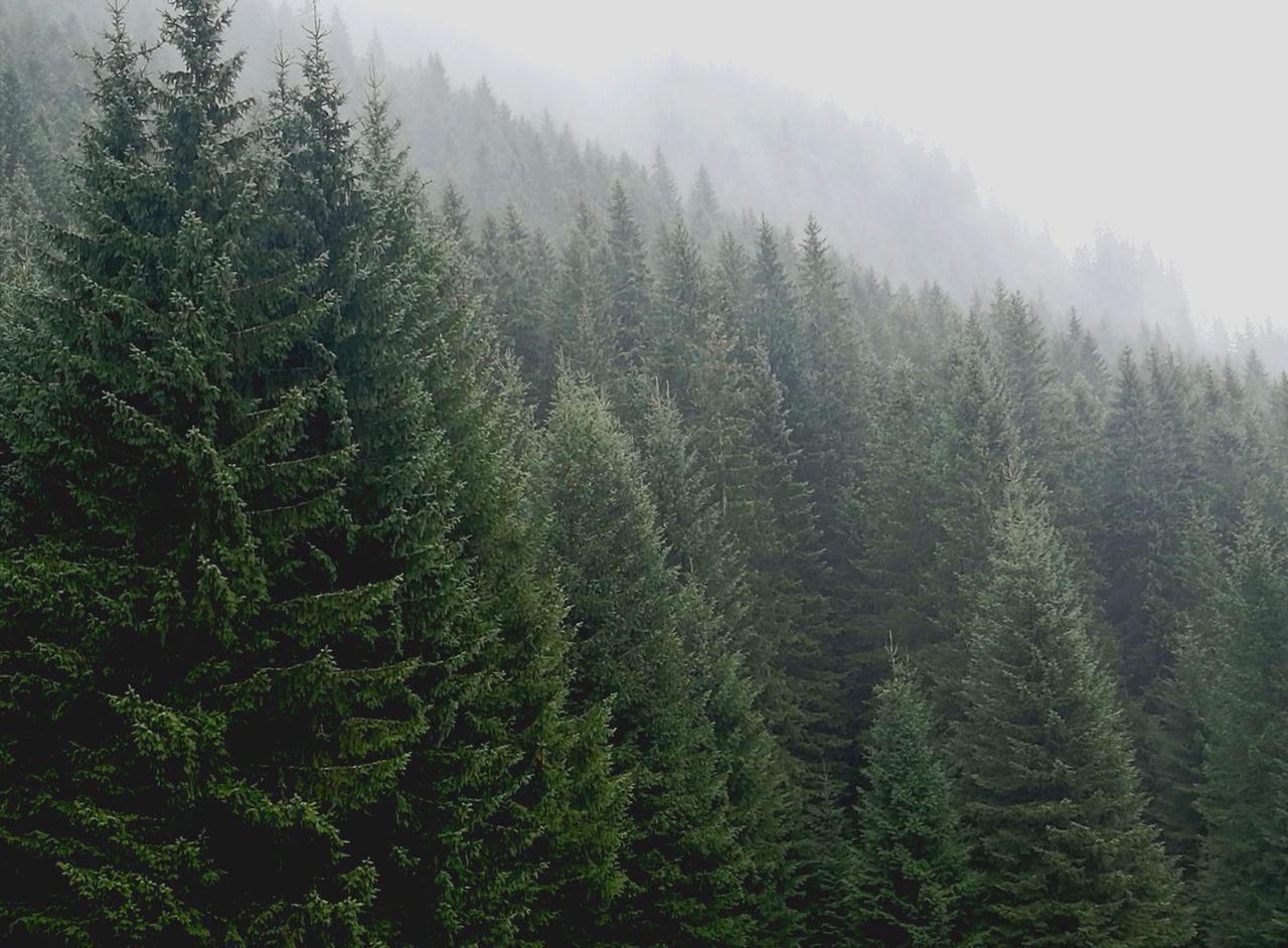 PINE TREES IN FOREST AGAINST FOGGY WEATHER