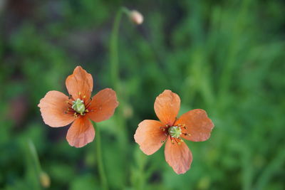 Close-up of flowers blooming outdoors