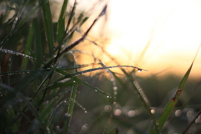 Close-up of grass