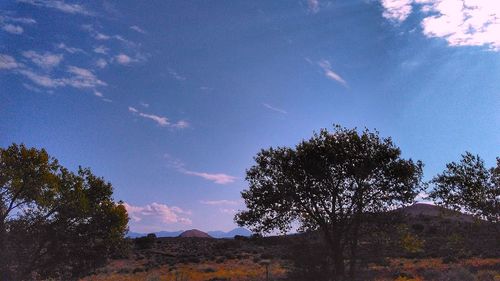 Low angle view of trees against sky