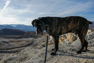 Dog standing against sky