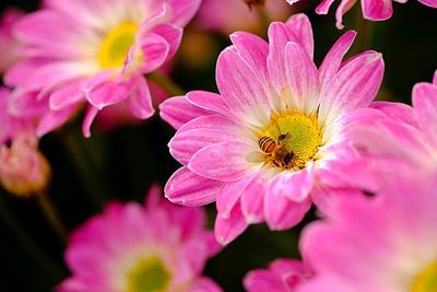 Close-up of pink flower