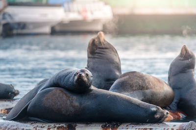 Close-up of sea lions against sea