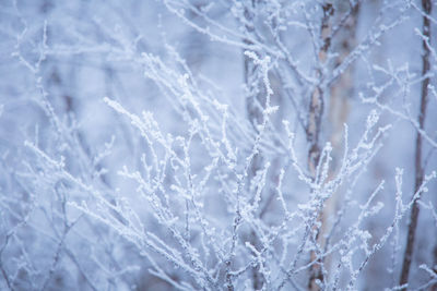 Beautiful forest in norwegian wilderness in winter