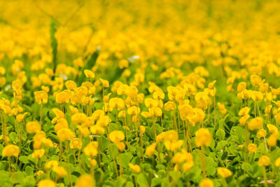 Close-up of fresh yellow flowers in field