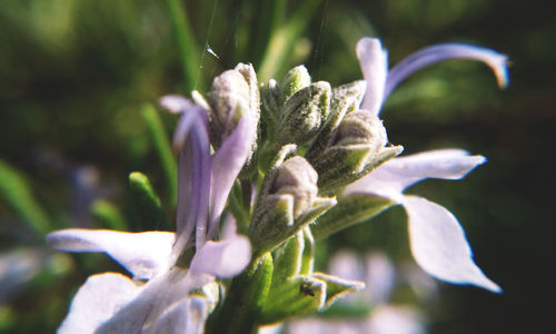 Close-up of flower