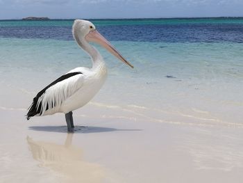 Swan in sea