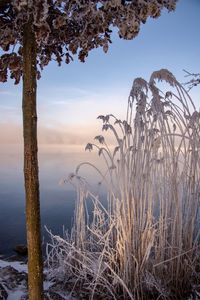 Frozen plants by sea against sky during winter