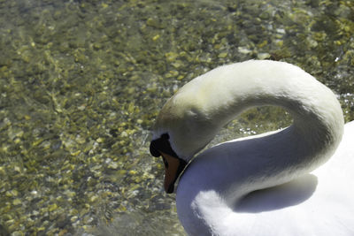 Close-up of swan