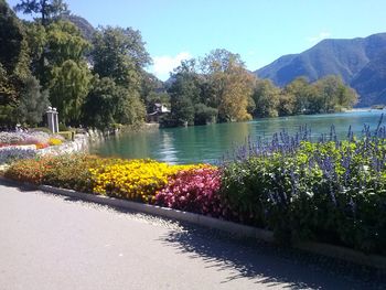 Plants growing in garden in front of mountains