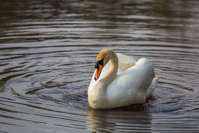 Beautiful swan feeding in the river