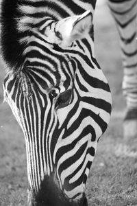 Close-up of a zebra