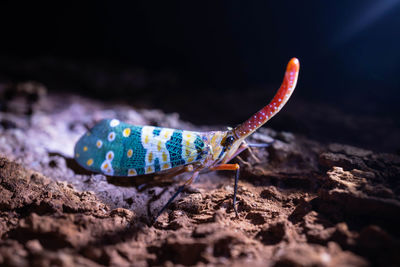 Close-up of insect on rock