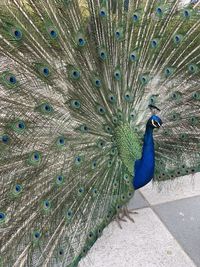 Peacock in a bird