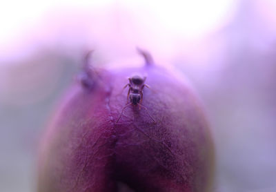 Close-up of fly on purple flower