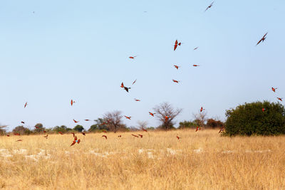 Flock of birds flying over field