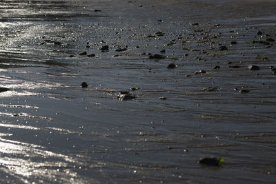 High angle view of birds swimming in sea