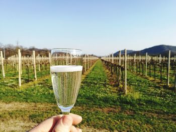 Cropped hand holding wineglass in vineyard