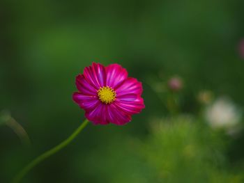 Close-up of pink cosmos flower blooming outdoors