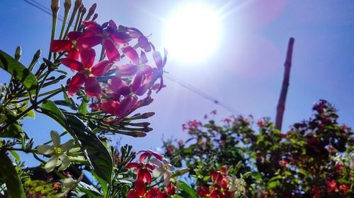 Low angle view of red flowers