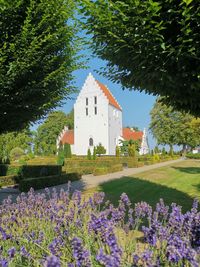 Flowering plants by building against sky