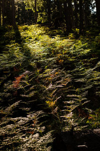 Trees growing in forest