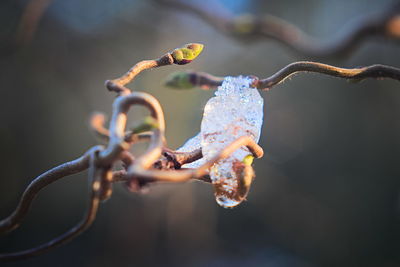 Close-up of flower on twig during winter