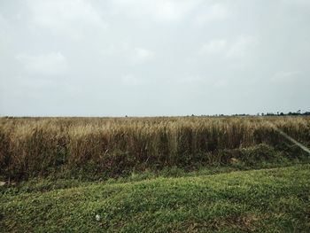 Scenic view of field against sky