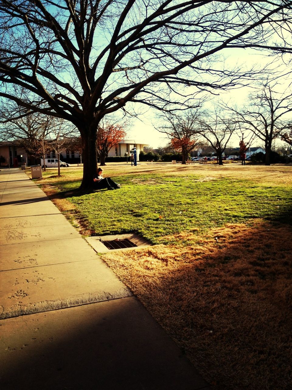 tree, bare tree, grass, park - man made space, building exterior, shadow, footpath, branch, park, lawn, built structure, architecture, sky, incidental people, street, sunlight, walkway, road, day, city