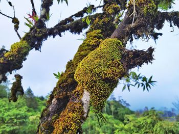 Low angle view of lichen growing on tree trunk