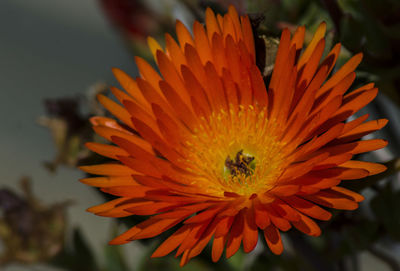 Close-up of orange flower blooming outdoors
