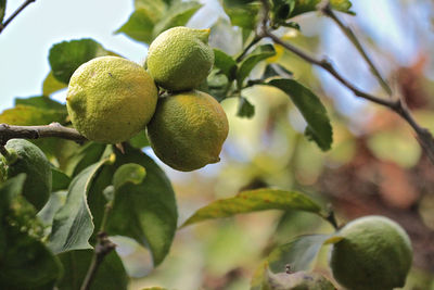 Close-up of fruits growing on tree