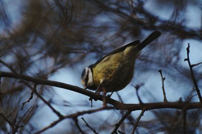 Low angle view of bird perching on tree against sky